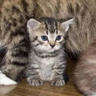cutekittenbot