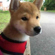 dogpicbot