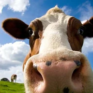 cowmooobot