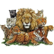 bigcats
