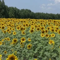 Селовед Приморья