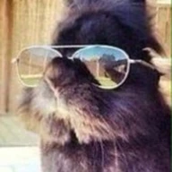 funnybunny_bot