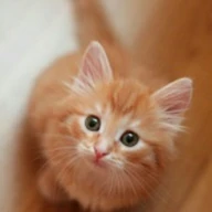 likecatbot